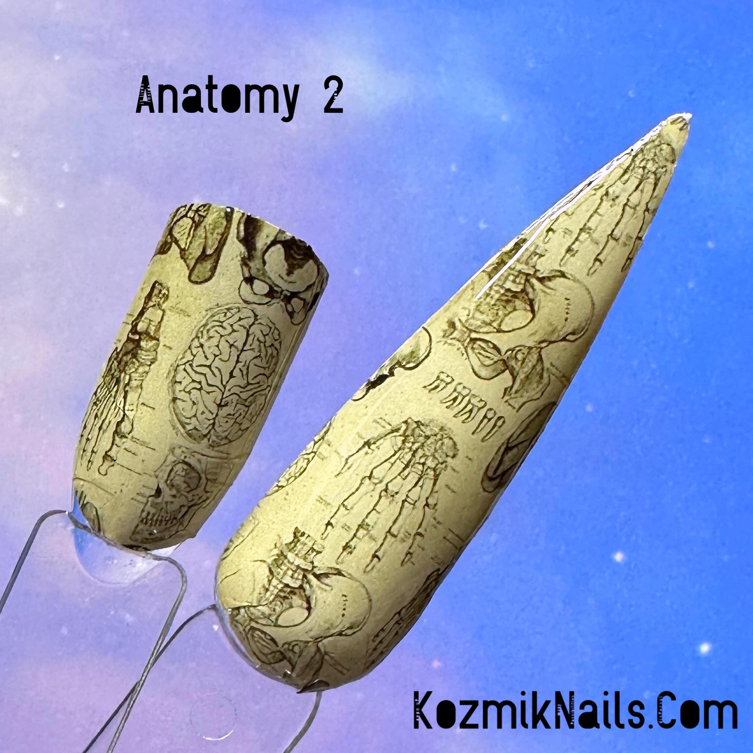 Anatomy Design 2 Vintage Drawings For Dark Water Slide Decal Nail Wrap anatomy-design-2-vintage-drawings-for-dark-water-slide-decal-nail-wrap