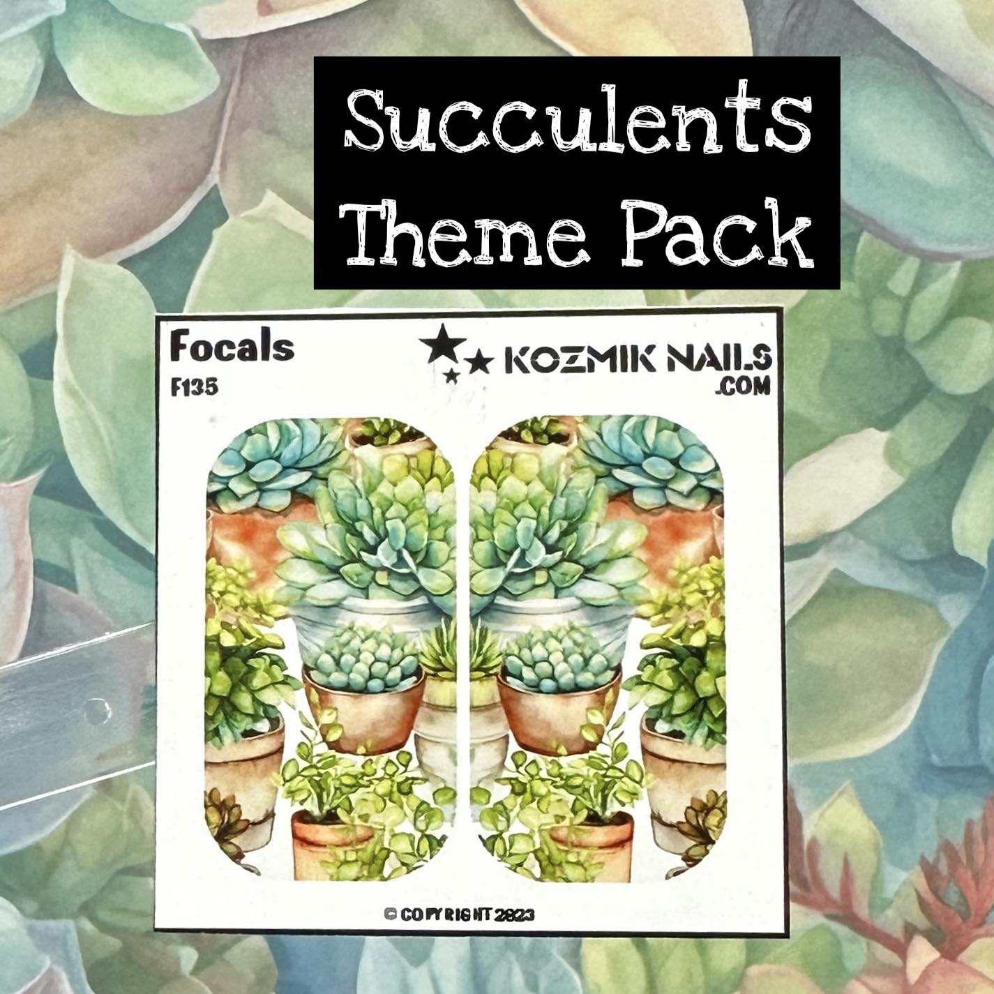 F135 Potted Succulents