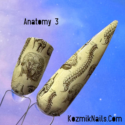 Anatomy 3