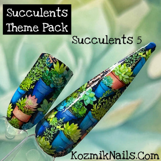 Succulents 5